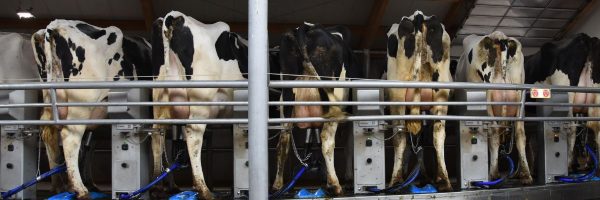 Rotalink | Milking Parlours 9