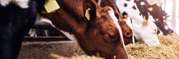 Rotalink | Milking Parlours 7