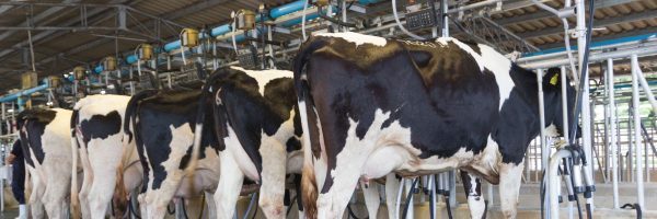 Rotalink | Milking Parlours 6